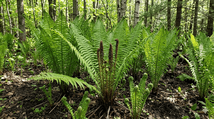 Ostrich Fern
